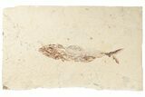 Cretaceous Fish (Spaniodon) With Pos/Neg - Lebanon #201342-2